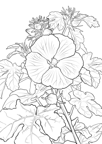 Pua Aloalo Or Hawaiian Hibiscus Coloring Page